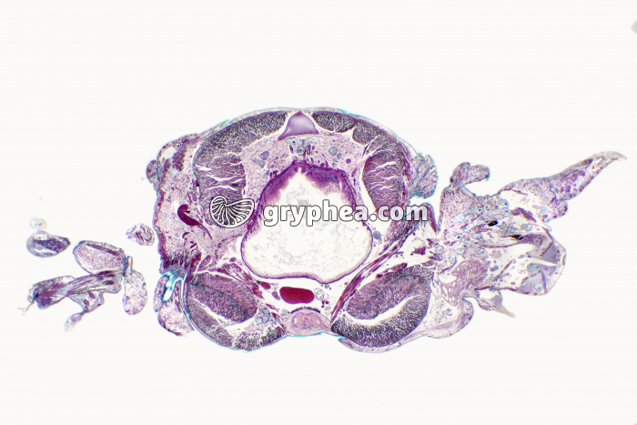 Néréis CT x7 - gryphea.org